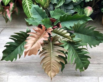 Philodendron Pluto “choco empress” Starter Plant (ALL STARTER PLANTS require you to purchase 2 plants!)