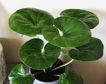 Farfugium Japonicum 'Gigantea' starter plant (All starter plants require you to purchase two plants)