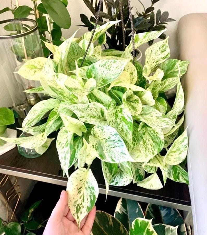 SunshineGreens Pothos Marble Queen Plant