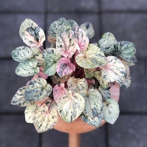 Peperomia Pink lady Starter Plant (ALL STARTER PLANTS require you to purchase 2 plants!)
