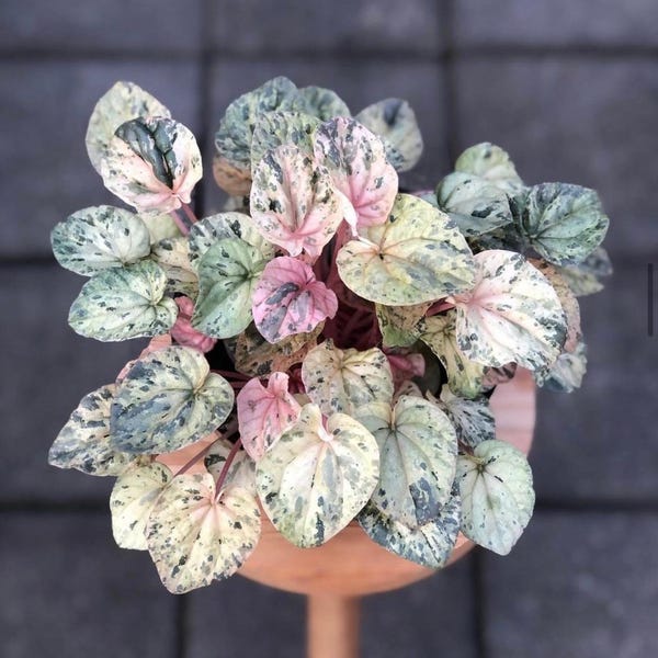 Peperomia Pink lady Starter Plant (ALL STARTER PLANTS require you to purchase 2 plants!)