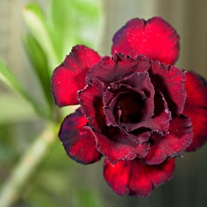 Desert rose red starter plant **(ALL transactions require you to purchase any 2 plants!)**