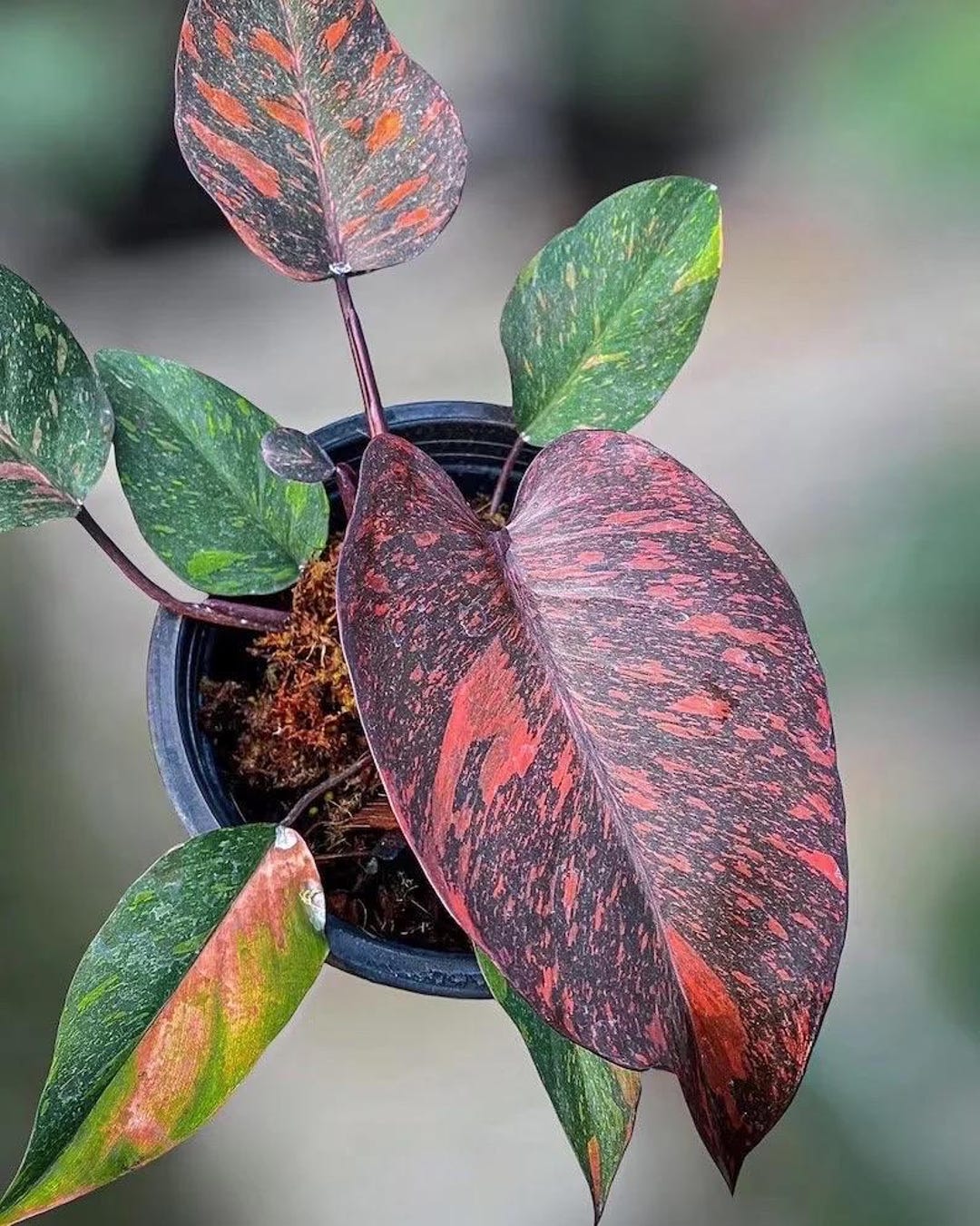 生活雑貨 Philodendron Orange Princess Philodendron Orange Princess Starter Plant (ALL STARTER PLANTS