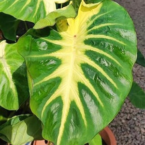 Colocasia Maui Sunrise Starter Plant (ALL STARTER PLANTS require you to purchase 2 plants!)