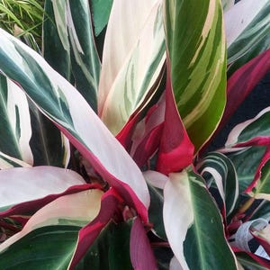 Stromanthe Triostar Starter Plant (ALL STARTER PLANTS require you to purchase 2 plants!)