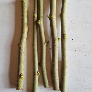 Black Mulberry Cuttings Plant Freshly Cut Upon Order Easy Fast Growing Plants Fruit Trees