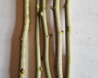 Black Mulberry Cuttings Plant Freshly Cut Upon Order Easy Fast Growing Plants Fruit Trees