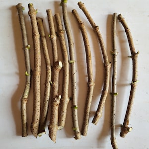 American Elderberry Sambucus Nigra Cuttings 30 cuttings bulk live cuttings