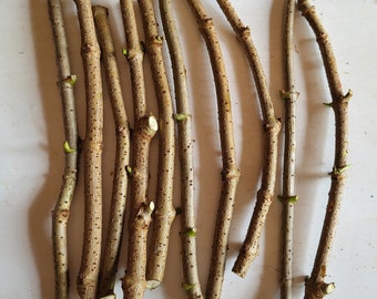 American Elderberry Sambucus Nigra Cuttings 10 cuttings live cuttings