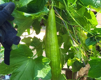 Heirloom Loofah Seeds: Home Grown Organic Luffa - Texas USA