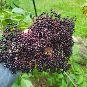 Pocahontas Elderberry Cuttings improved variety (10 Live Cuttings)