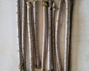 May include: A collection of ten straight, slender woody plant cuttings arranged vertically. Each cutting features a light gray, textured bark surface with small brown lenticels and visible green cross-sections at the ends where the stems were cut.