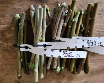 Homestead variety pack of cuttings fig cuttings elderberry cuttings mulberry cuttings fruit tree cuttings unrooted cuttings