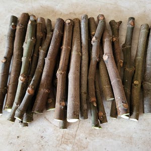 Black Mission Fig - 20 Unrooted Cuttings