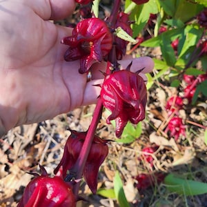 Roselle Hibiscus Seeds - Sabdariffa Jamaican Sorrel Florida Cranberry seeds 50+ seeds