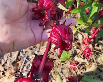 Roselle Hibiscus Seeds – Jamaican Sorrel, Edible Calyces (50+ Seeds)