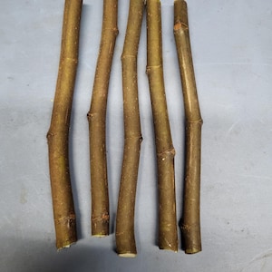 Celeste Fig - Unrooted 5 Cuttings