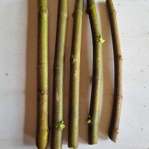 Black Mission Fig - Unrooted 5 Cuttings