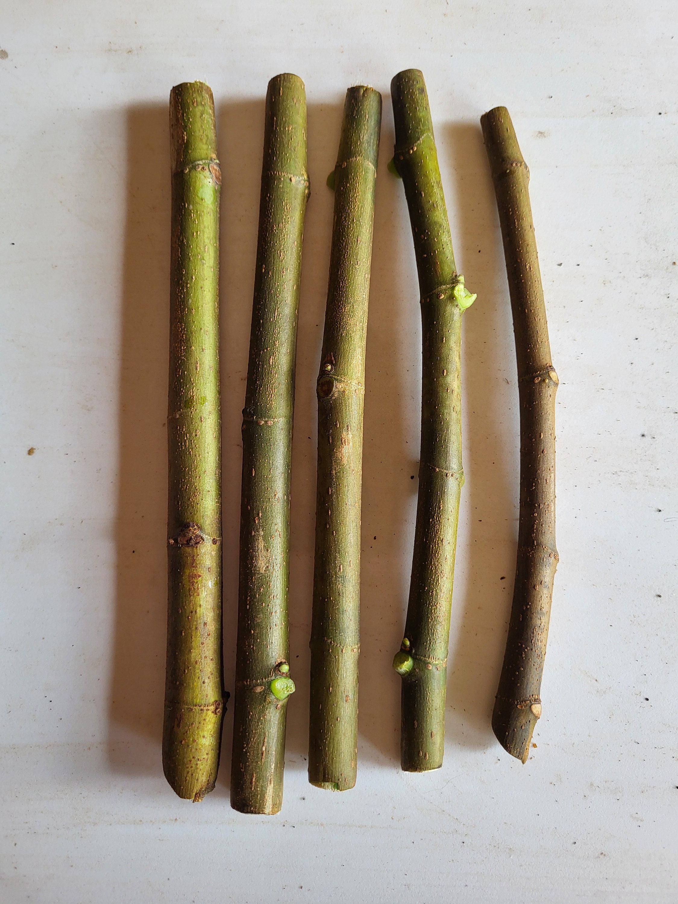 Black Mission Fig - Unrooted 5 Cuttings