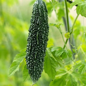Heirloom Bitter Melon Seeds: 20 Ampalaya Seeds