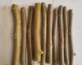 Black Mulberry tree - 10 Unrooted Cuttings