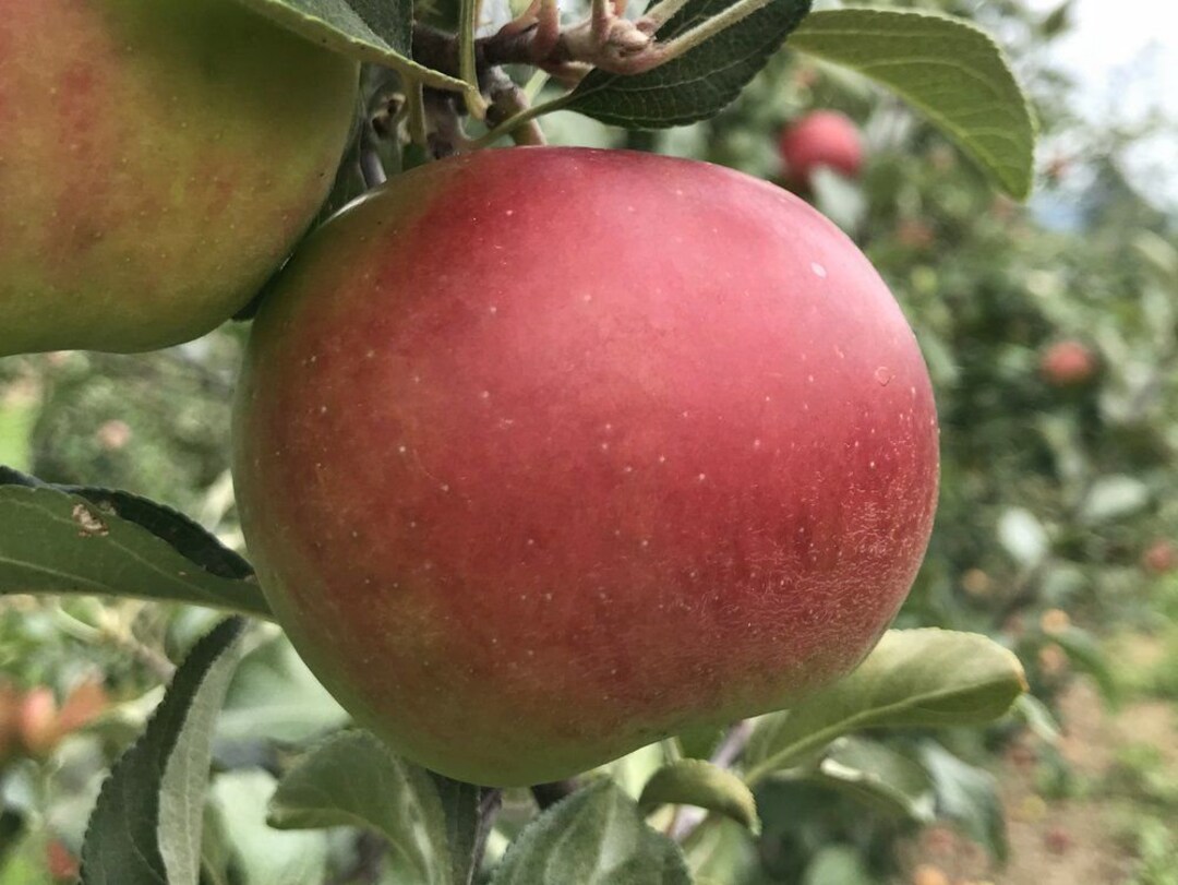 Pixie Crunch Apple Tree semidwarf Etsy