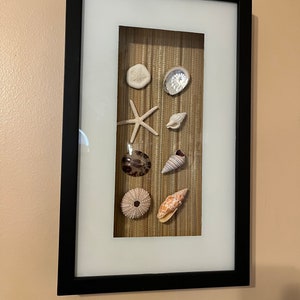 May include: A framed shadow box with a variety of seashells and starfish displayed on a brown background. The frame is black and has a white mat.