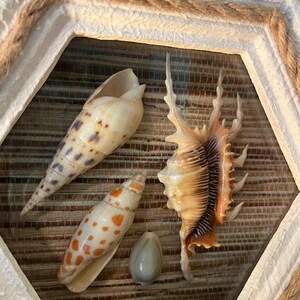 May include: A hexagonal white frame with a rope border containing four seashells displayed on a woven brown mat. The collection includes a long spiral shell with brown spots, a smaller orange-spotted shell, a spiky murex shell, and a smooth white shell.
