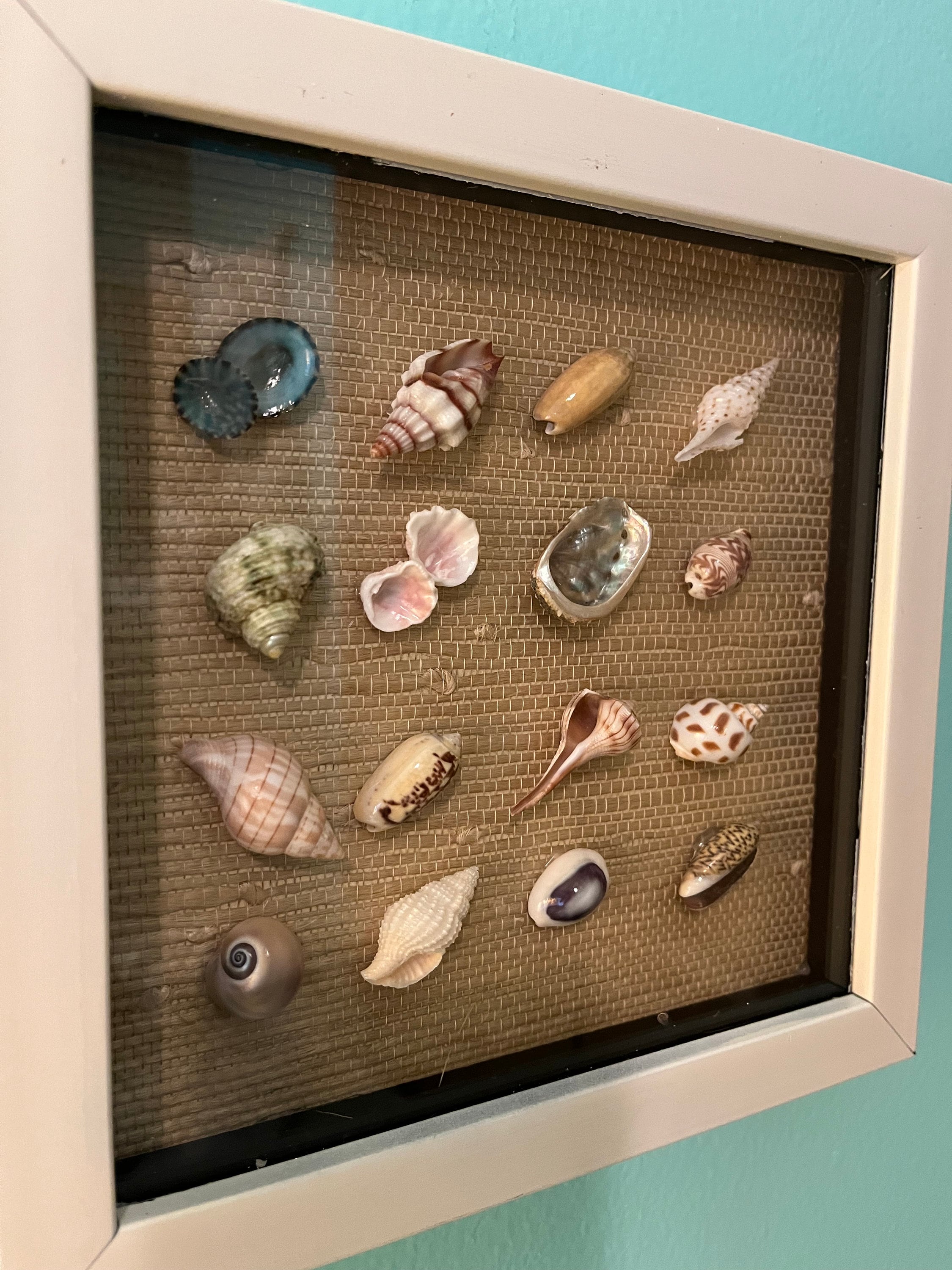 Tiny Shell Display - Etsy