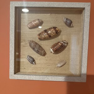 Study of Olive Shells Shadowbox, Nautical or Beach theme decor