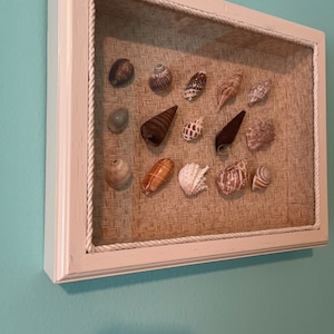 Small Seashell Display Nautical Beachcomber display