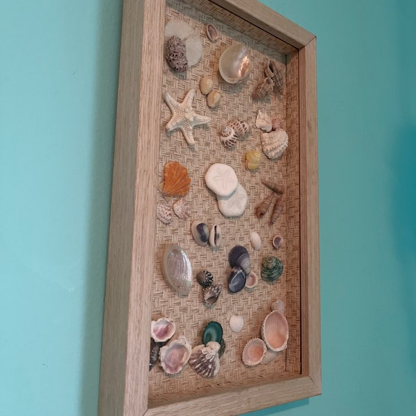 Seashell Display Box Etsy