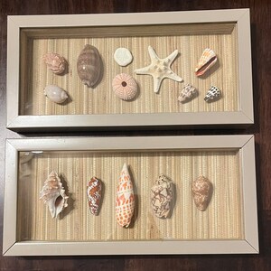 May include: Two framed shadow boxes with a variety of seashells and a starfish displayed on a beige mat. The top frame has a white starfish, a brown seashell, a white seashell, and a variety of smaller seashells. The bottom frame has a variety of seashells, including a large brown seashell, a small white seashell, and a large brown seashell.