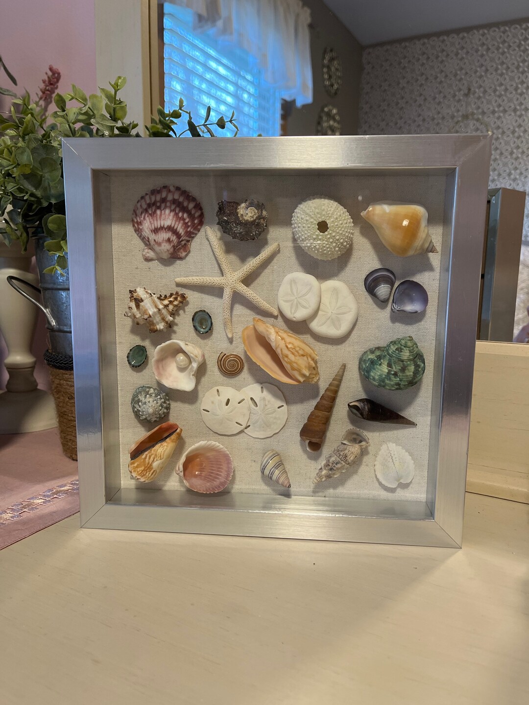 Seashell Display 1 Nautical Themed Etsy