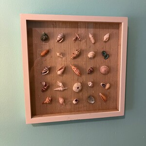 May include: A white framed picture with a beige background and a collection of seashells arranged in a grid pattern.