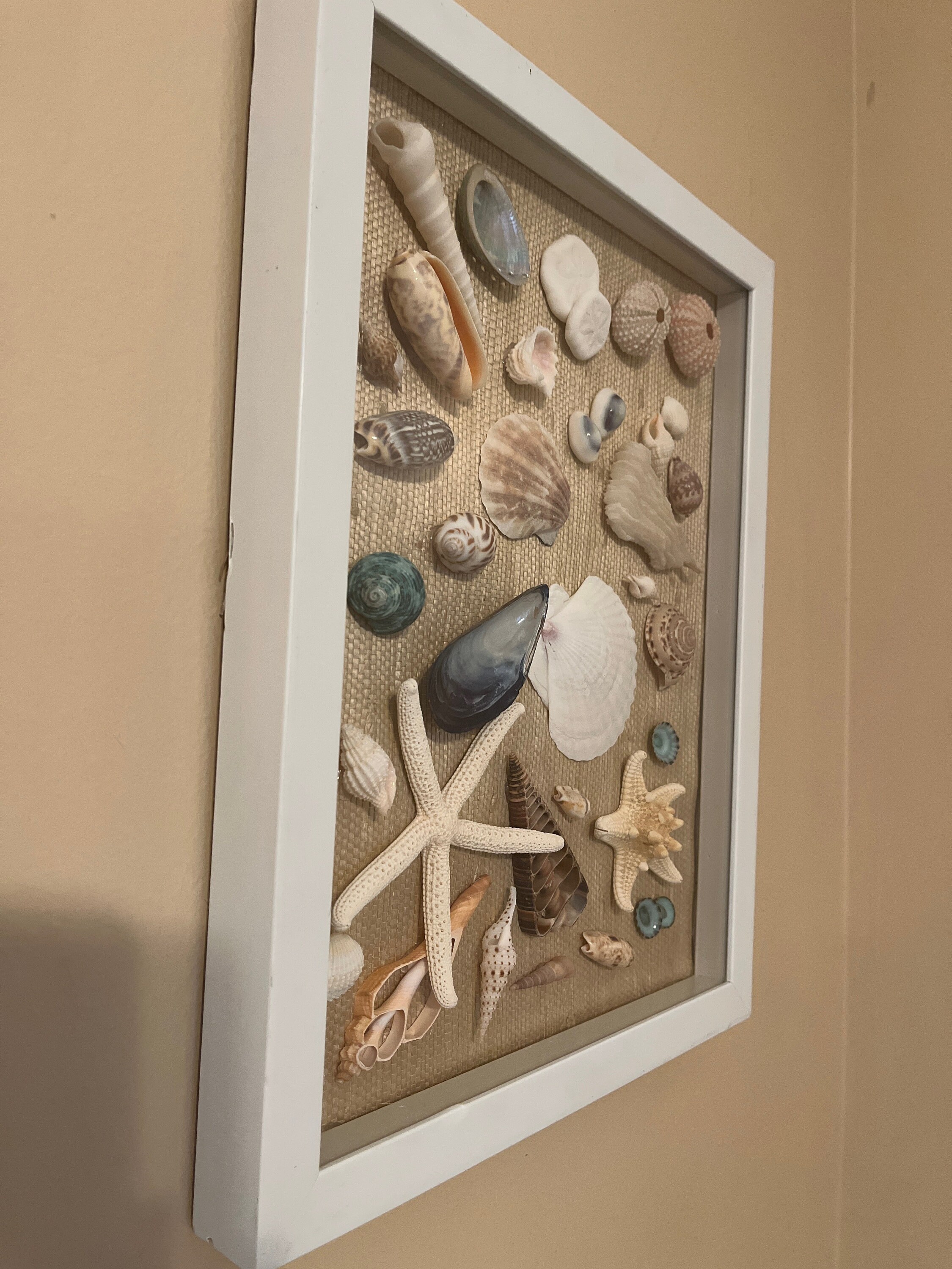 Seashell Shadowbox Display Nautical Themed, Vertical or Horizontal ...