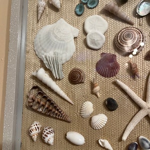Seashell Shadowbox Display Nautical themed, vertical or horizontal hanging