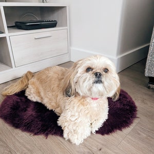 May include: A small, light brown dog with a pink collar is lying on a dark purple fluffy rug. The dog is looking directly at the camera.