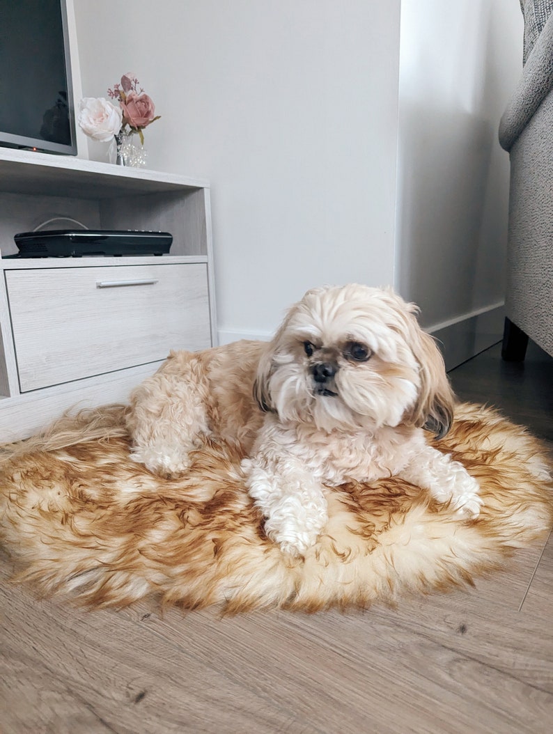 Dog lying on sheepskin mat bed