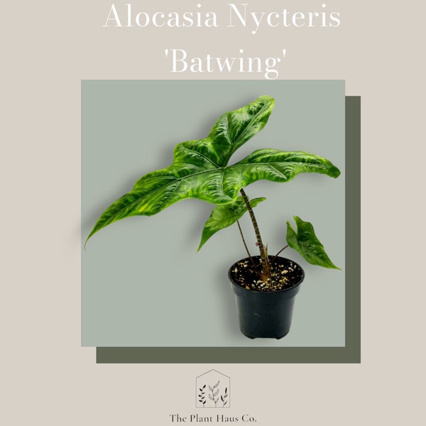 Alocasia Nycteris chauve-souris