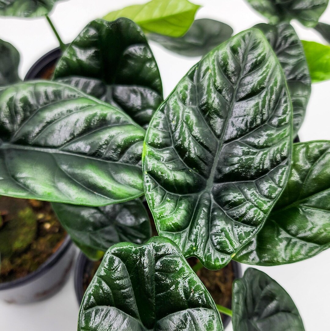Alocasia Mirror Face