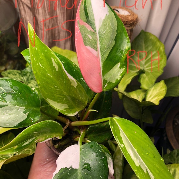 White Princess Tricolor Philodendron Highly Variegated Mother *Fast Shipping*