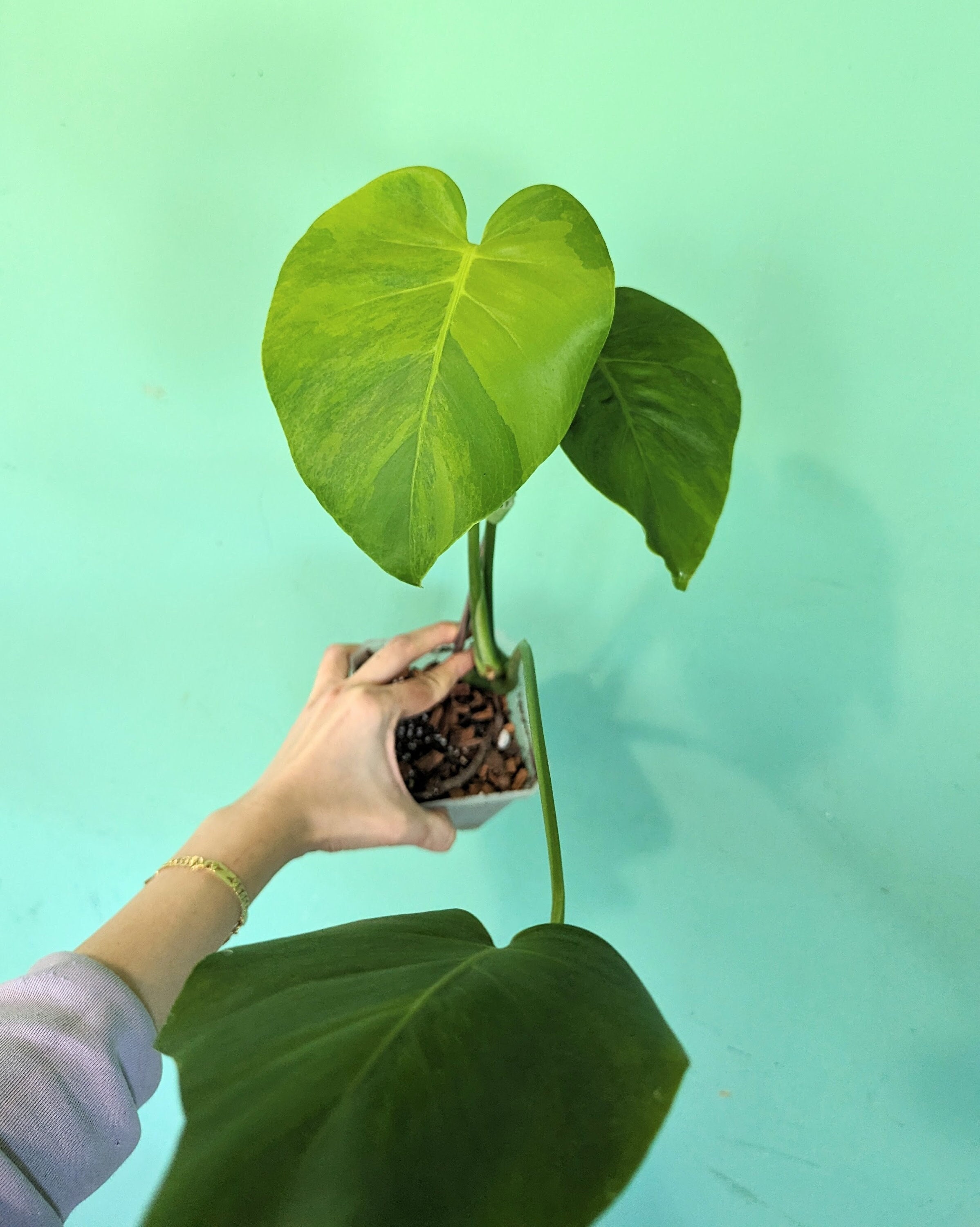 Monstera GOG Green on Green Marble- High Variegation Rooted Plant