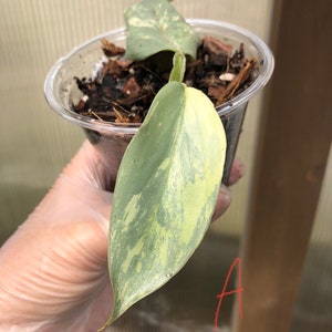 Philodendron hastatum 'Silver Sword' Variegated *Very Rare*