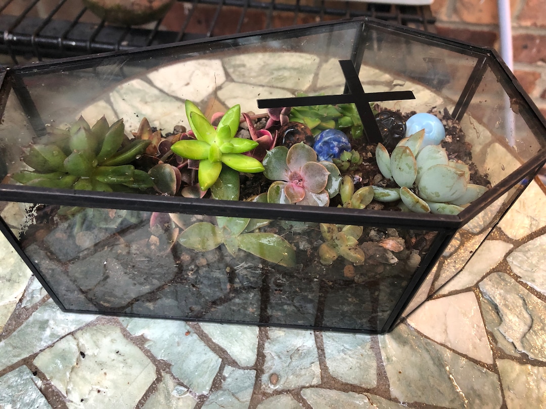 Glass Coffin Terrarium With Live Succulents and Your Choice of Gemstone