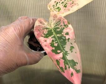 Super Pink Philodendron ilsemanii High Variegation *Fast Ship* *Extremely Rare*