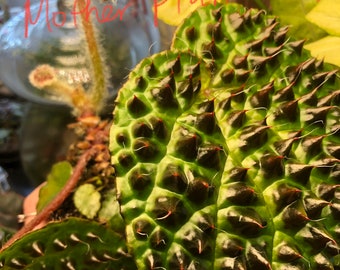 Begonia melanobullata Rooted Leaf Cutting— Wild-looking Rare Begonia With Spikes