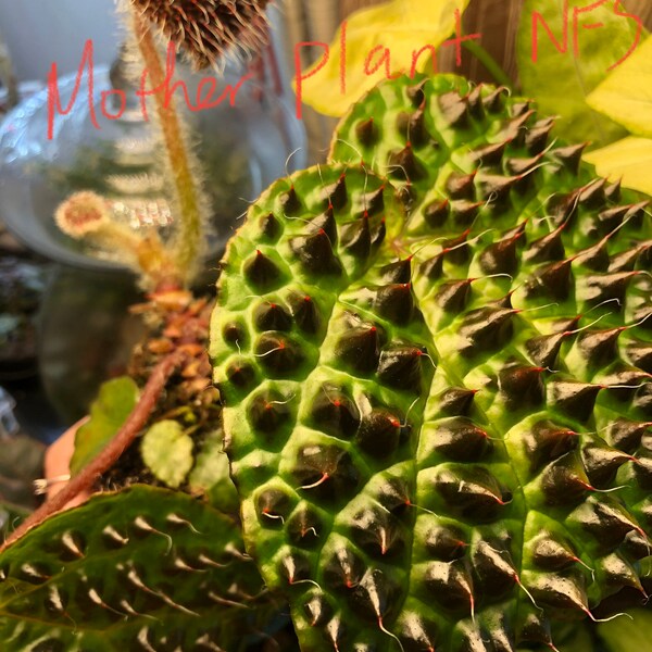 Begonia melanobullata Rooted Leaf Cutting— Wild-looking Rare Begonia With Spikes