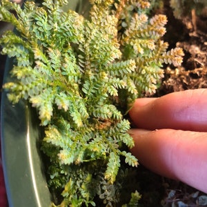 Selaginella Rainbow Spikemoss/Peacock Fern Beautiful Terrarium Plant 3" Cups + Free Gifts