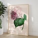 see more listings in the Botanical Prints section